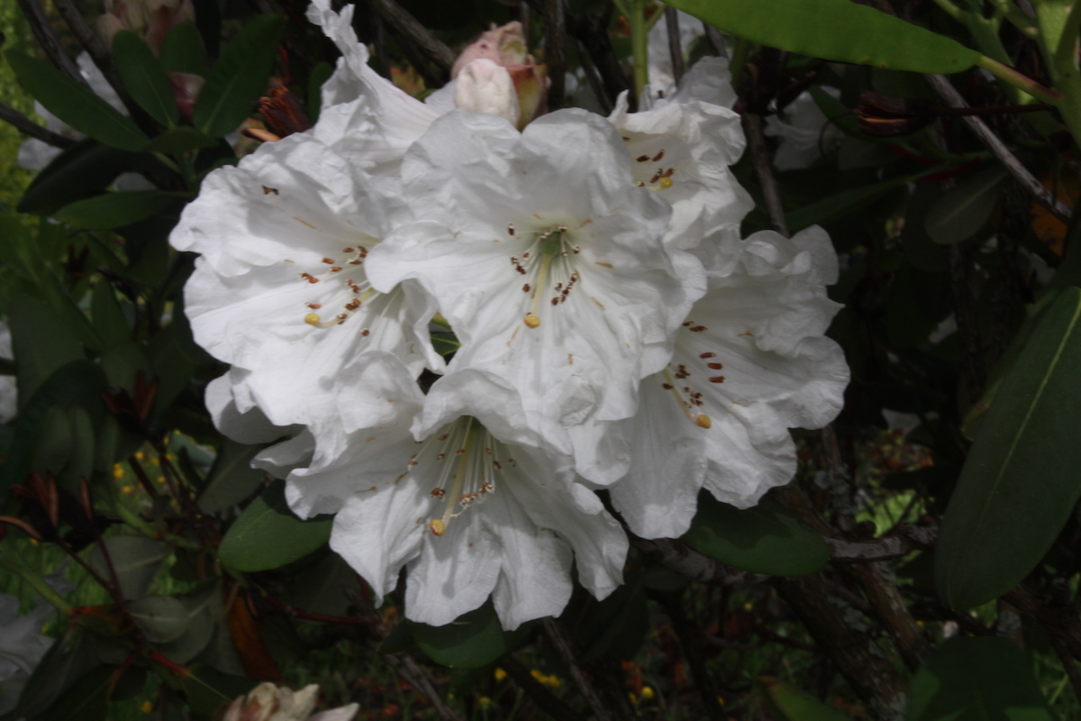 R. oreodoxa var. fargesii AGM